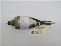 藏品(白腹鶇)的圖片